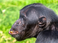 Nelspruit, Instytut Szympansów imienia Jane Goodal